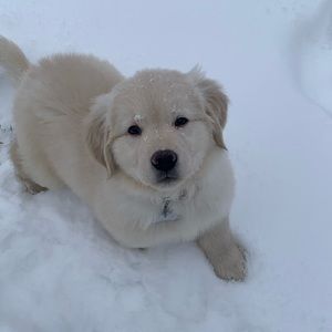 Meet your Posher, Kendall